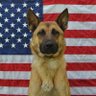 PatriotSentryK917 的头像
