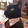 Profilbild von Gato preto de terno preto