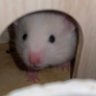 ちょっとマドリディスタ's profile picture