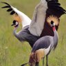 Mwebembezi Deogracious's profile picture