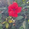 ゆき🌺 profil fotoğrafı