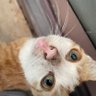 Aligidi's profile picture