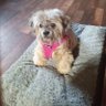 DinkyDaisy's profile picture