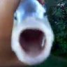 Fishy's profile picture