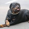 Profilbild von HARLEKIN