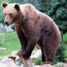 Фото профиля Plain, Simple Bear
