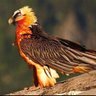 Фото профиля abbas66_6