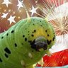 Indolent Caterpillar 的头像