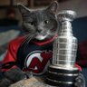 NJ Devils True's profile picture
