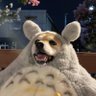 Profilbild von ObeVanShibobe