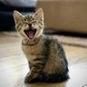 にゃん友 的头像