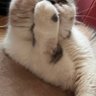 Profilbild von ふったん