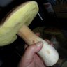 Murmel profil fotoğrafı