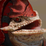 Dewlapped's profile picture