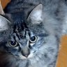 Profilbild von ねこぶん