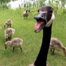 Goose watch profil fotoğrafı