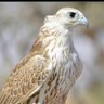 صقر الأعالي TOP FALCON's profile picture