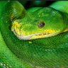 💚I'm a PYTHON🐍's profile picture