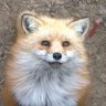 %%fox profil fotoğrafı