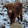 Donald The Highland Cow profil fotoğrafı