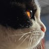 东不东's profile picture