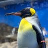 番犬ガオガオ profil fotoğrafı