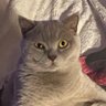 Profilbild von nikos