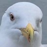 bt profil fotoğrafı