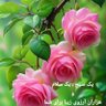Фото профиля ناياب کاکا