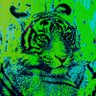Profilbild von PapiXRP