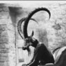 One Old Goat's profile picture