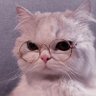 Profilbild von Diamond Za