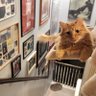 Stefan Stevenson profil fotoğrafı