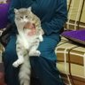 Gülümcan's profile picture