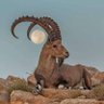 26𐩤𐩢𐩷𐩱𐩬 أبو شمر بن ناشر النعم profil fotoğrafı
