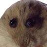 naZuna's profile picture