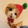 纯发疯's profile picture