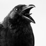 Фото профиля Mother of Crows