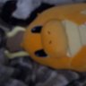 0PenPores's profile picture