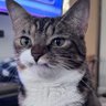 Profilbild von Nunca