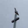 Фото профиля grumpy_0_bird