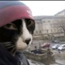 Profilbild von Kookyfrog