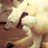 Pragmatic Polar Bear's profile picture