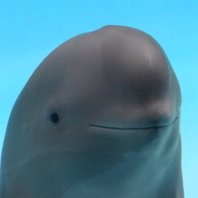 Smiling Dolphin | Miharu's profile picture
