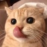 Profilbild von Pat Momosuke