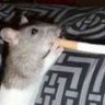 WarpedFormat's profile picture
