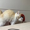 Фото профиля いなり と のりまき