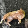 🐈💜 profil fotoğrafı
