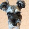 たかぼん 🐶🐾(。•̀ᴗ-)و ̑̑✧'s profile picture