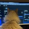 Crypto Cats profil fotoğrafı